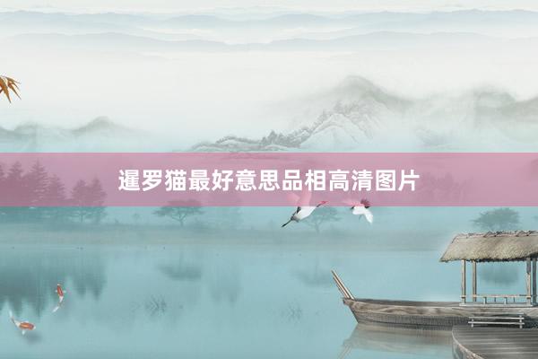 暹罗猫最好意思品相高清图片